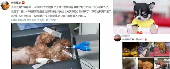 你听过茶杯犬吗？非常可爱，但是再次建议你不要养