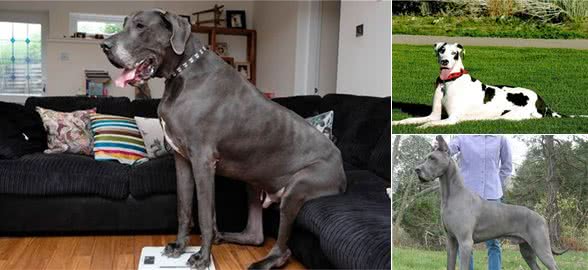 世界犬中的阿波罗—大丹犬
