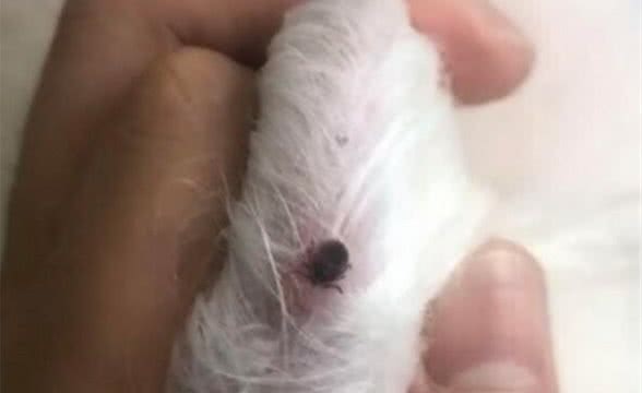 狗狗洗澡时惊现“夺命”蜱虫