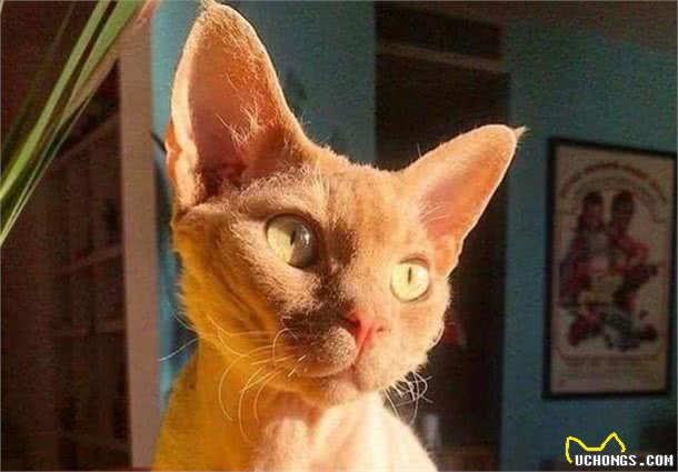 一只卷毛猫的日常：追求简单的满足，更容易生活幸福