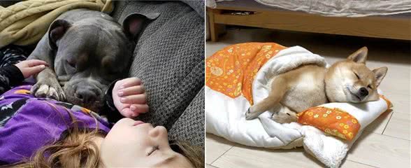 狗狗喜欢和主人“一起睡”，通常是这6个原因