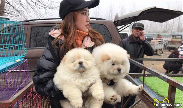 剪了新发型的松狮犬，就是一“盗版熊猫”