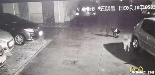 小区监控拍下黑狗叼着快递往里跑，狗身上还带着项圈
