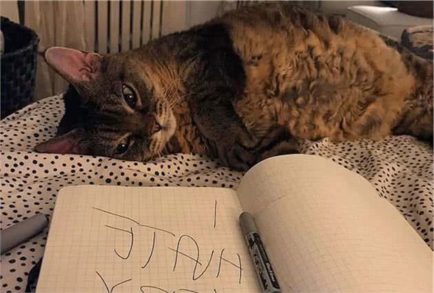 猫咪肺水肿看似是肺病，实则受心脏影响更大，铲屎官应及早预防