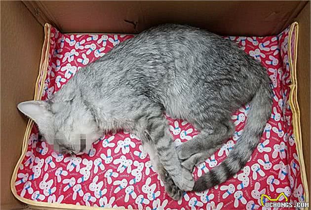 猫咪肺水肿看似是肺病，实则受心脏影响更大，铲屎官应及早预防