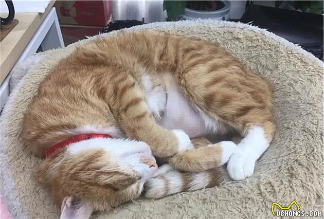 猫咪肺水肿看似是肺病，实则受心脏影响更大，铲屎官应及早预防