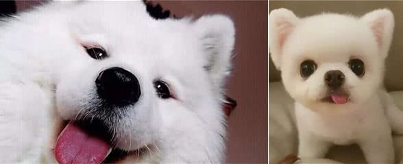 狗界颜值扛把子，你家狗狗上榜了吗？