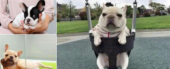 这5类人不适合养“法国斗牛犬”，有人不懂，难怪说后悔！