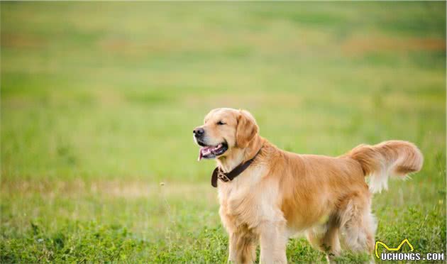 拉布拉多寻回犬饲养需要注意的几个事项