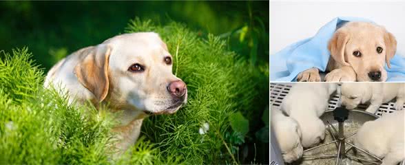 拉布拉多寻回犬饲养需要注意的几个事项