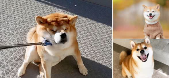 柴犬最大能长多大？受限狗令约束吗？