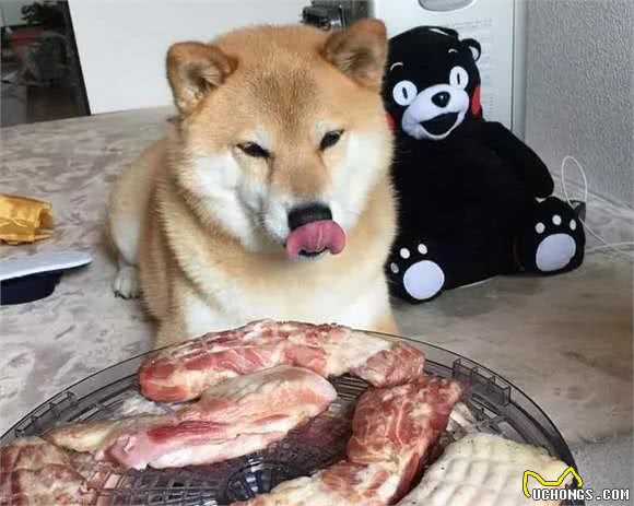 为什么狗狗总想吃主人的食物?原来是这样的