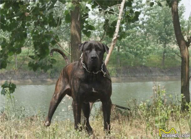 亚洲战斗力最强的3种猛犬，在你心中哪种是东方猛犬之王