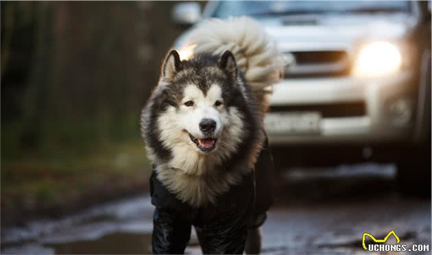 犬癫痫大家一起了解一下