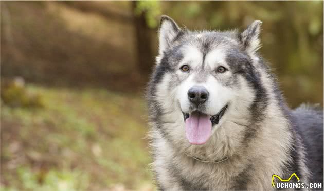 犬癫痫大家一起了解一下