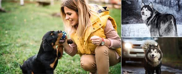 犬癫痫大家一起了解一下