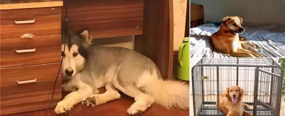 狗狗最喜欢睡的6个场所,其实有不同的含义