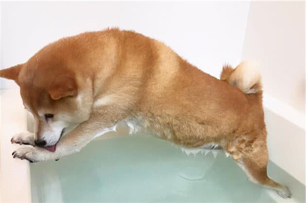 狗狗不喜欢水才讨厌洗澡？错了，了解一下正确的洗狗知识