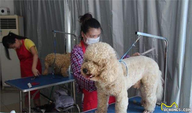 狗狗不喜欢水才讨厌洗澡？错了，了解一下正确的洗狗知识