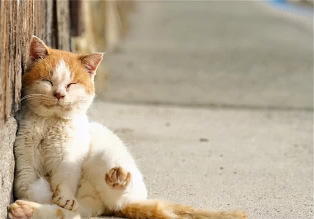 令人复杂的毛色，比奶牛猫还潦草的颜值，养玳瑁是种什么样的体验