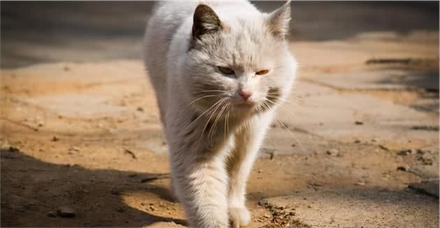 令人复杂的毛色，比奶牛猫还潦草的颜值，养玳瑁是种什么样的体验