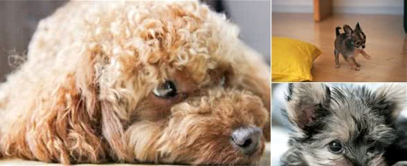 这几种狗狗千万别惹！它们的性格比猫还难搞，泰迪排第三！