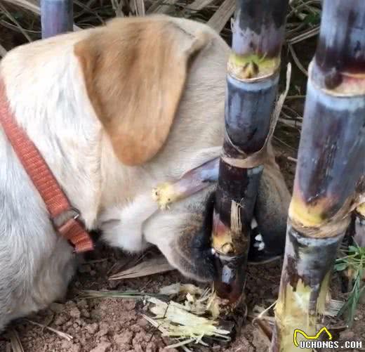 这8点，就是我不想再养“拉布拉多犬”的原因，肠子都悔青了