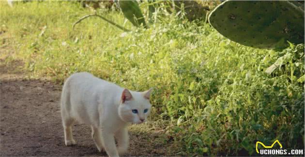 猫：别盯着我屁股看了，我真的没尾巴！