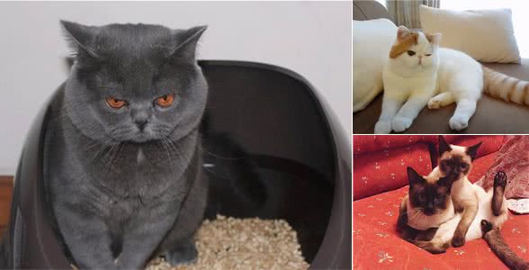 堪称“醋王”的5种猫，一旦吃醋，就哄不好了