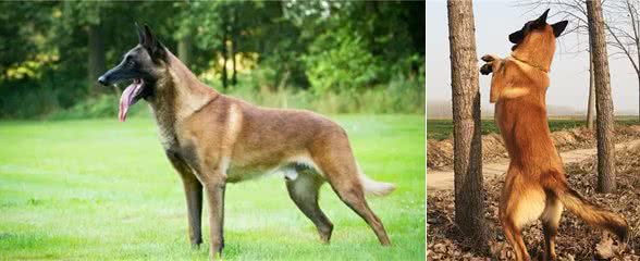 威武帅气的马犬和罗威纳犬，是非常受欢迎的护卫犬，你喜欢哪种？