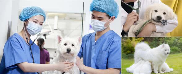 猫狗“假怀孕”怎么办？不正确处理会影响真怀孕！