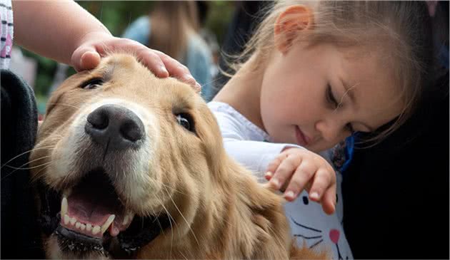 金毛犬究竟是“暖男”还是“恶魔”？