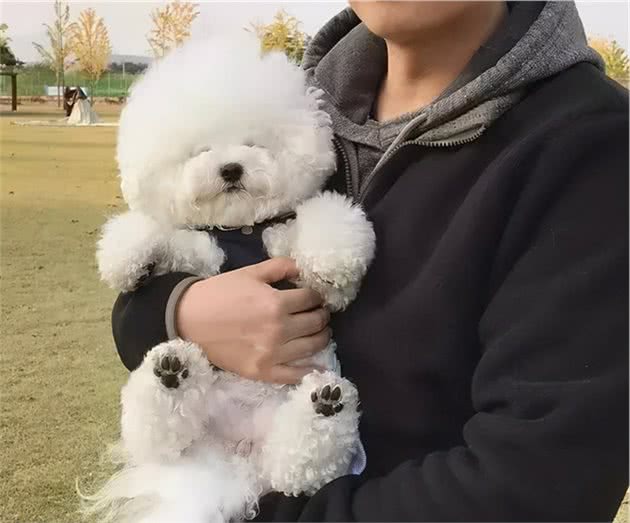 主人在比熊犬眼中意味着什么？看完被感动了