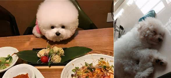 主人在比熊犬眼中意味着什么？看完被感动了