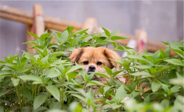 捡到一只未断奶的流浪幼犬，自己又没有喂养经验，要怎么办？