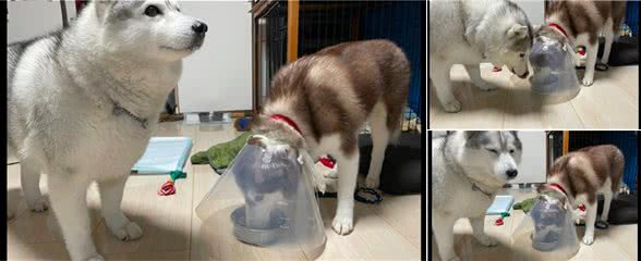 狗狗戴上了耻辱圈后，利用它吃上了独食，没想到还可以这样用啊