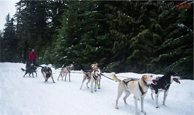 让我们一起向非正规雪橇犬说NO