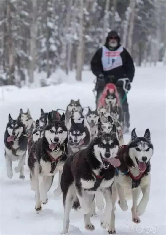 让我们一起向非正规雪橇犬说NO