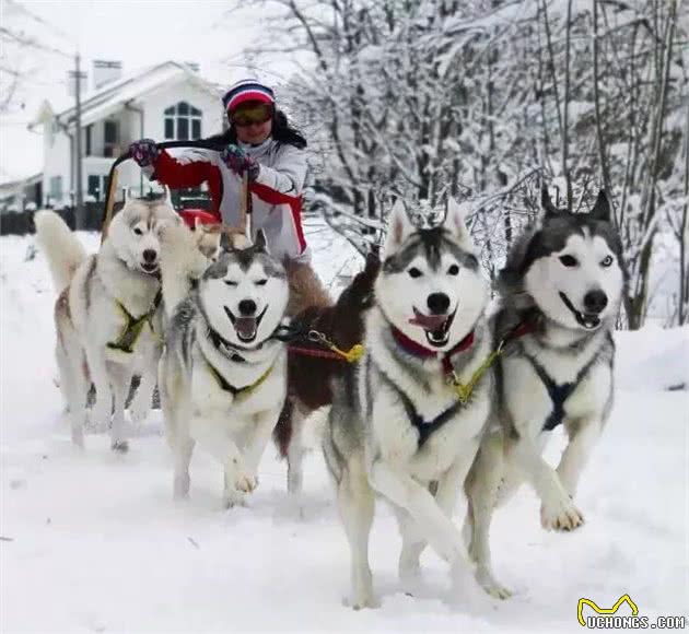 让我们一起向非正规雪橇犬说NO