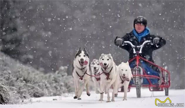 让我们一起向非正规雪橇犬说NO