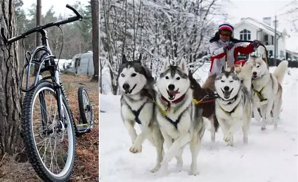 让我们一起向非正规雪橇犬说NO