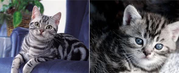 全世界排名前十，最受欢迎的猫—美国短毛猫