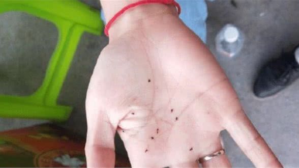 为狗狗驱虫真的有必要吗?即使汪足不出户,也可能会感染寄生虫