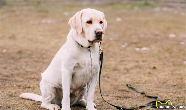 训练拉布拉多犬时，这几种方式不可取，后果你承受不住