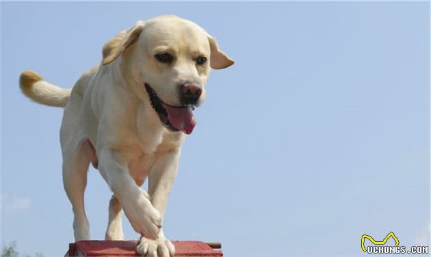 训练拉布拉多犬时，这几种方式不可取，后果你承受不住