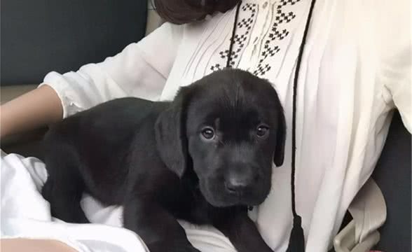 在宠物生病后，面对高昂的治疗费用，究竟是该治疗还是放弃呢？