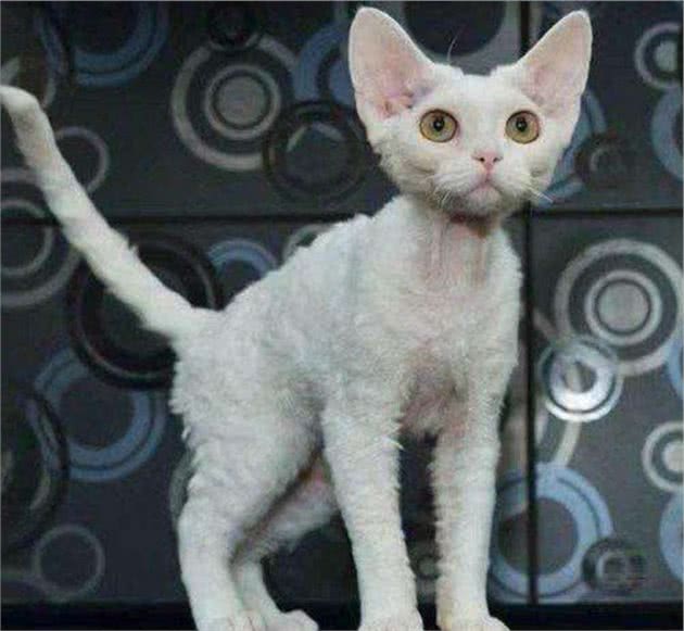 教你选猫系列，猫咪品种介绍及品相判断（17）—德文卷毛猫