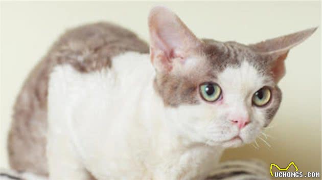 教你选猫系列，猫咪品种介绍及品相判断（17）—德文卷毛猫