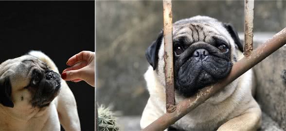 这8件事，大多数巴哥犬都会害怕，主人不要吓唬它了！