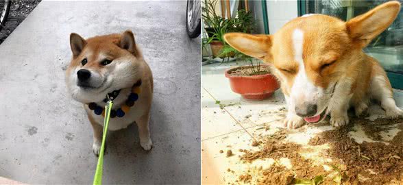 养狗需要时间，特别是这6种狗狗，堪称“时间杀手”